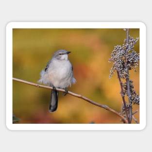 Mockingbird perched Sticker